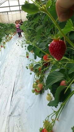 湘南の遊び方寒川神社からいちご狩りへ